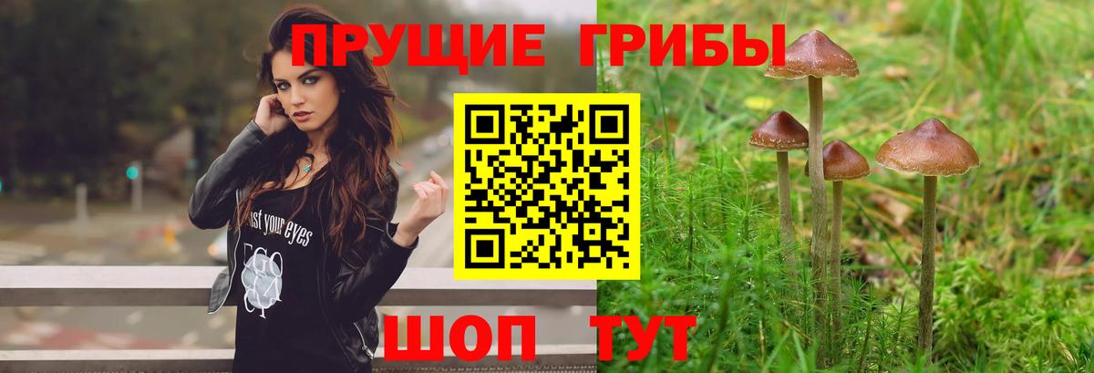 Балашиха  Псилоцибиновые грибы Psilocybe  Вход с VPN 